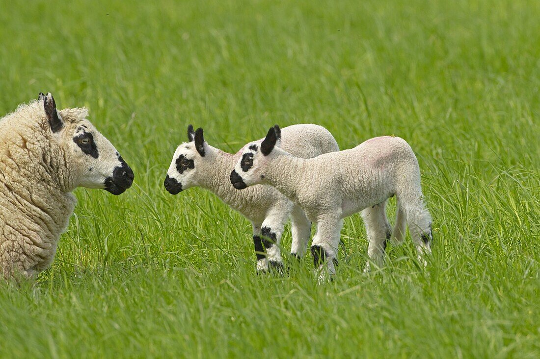 Kerry Hill Sheep flock Ewe and lambs