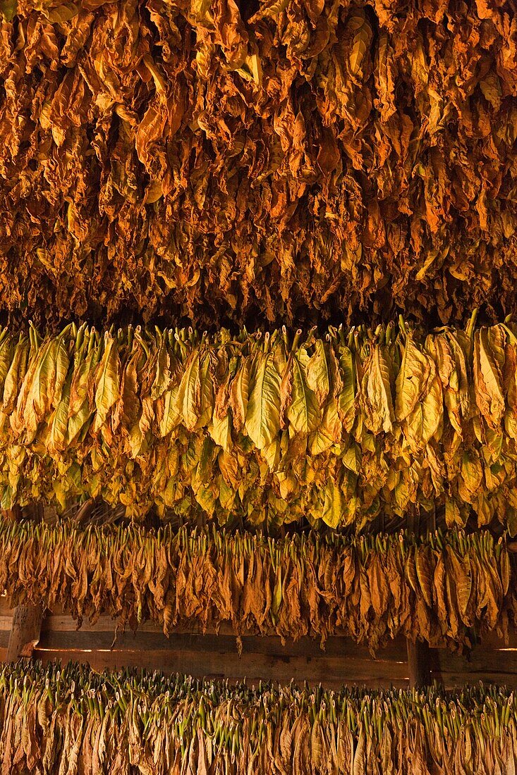 Cuba, Pinar del Rio Province, Vinales, Vinales Valley, curing tobacco leaves