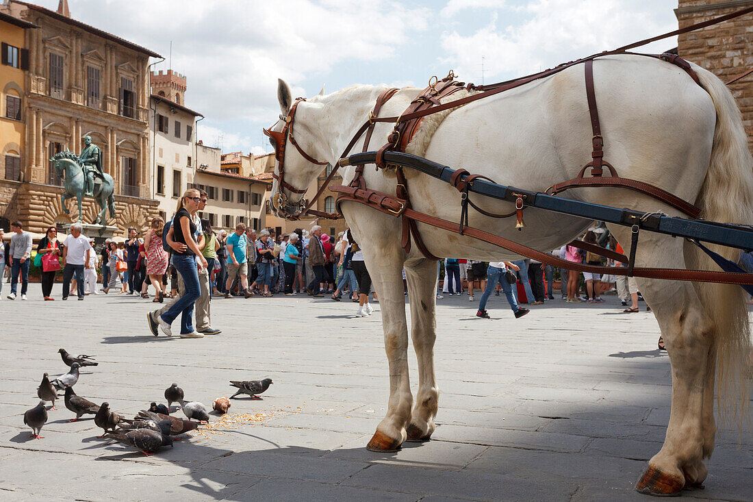 Horse and carriage on Piazza della Signoria square, historic centre of Florence, UNESCO World Heritage Site, Firenze, Florence, Tuscany, Italy, Europe