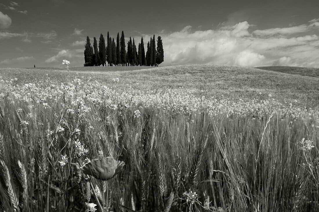 Zypressenwäldchen mit Rapsfeld, bei San Quirico dOrcia, Val dOrcia, UNESCO Weltkulturerbe, typisch toskanische Landschaft, Provinz Siena, Toskana, Italien, Europa