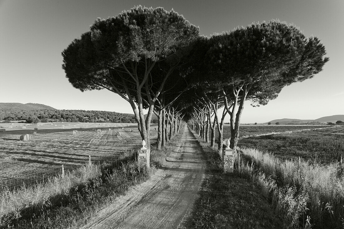 Pine tree alley, Parco Naturale di Maremma, natural preserve, province of Grosseto, Tuscany, Italy, Europe