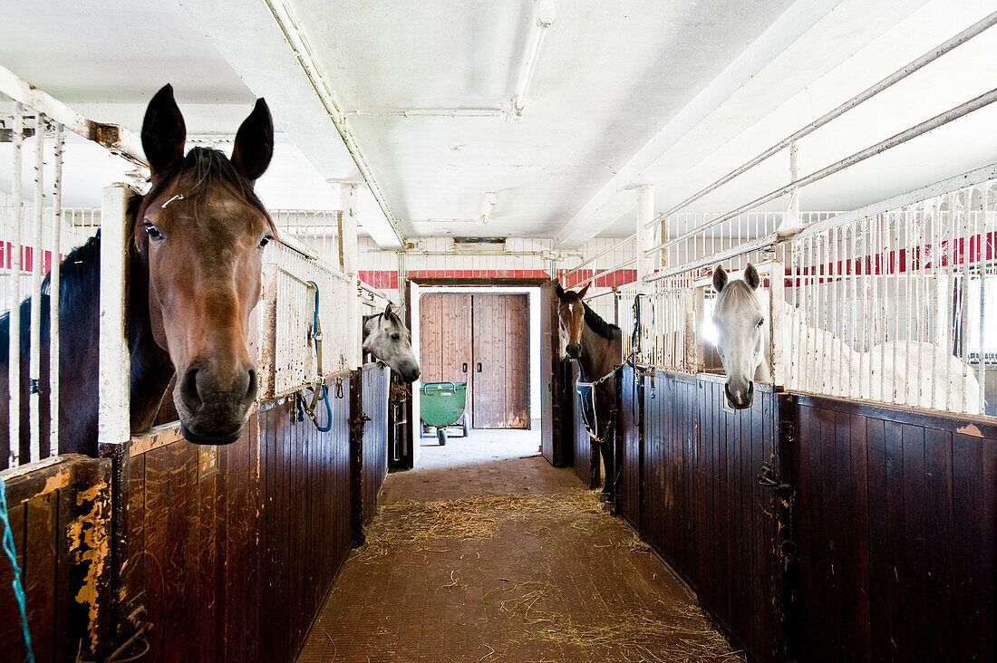 Horses in the stables at Gut Immenhof, known from the movies the Immenhof, Malente, Schleswig-Holstein, Germany