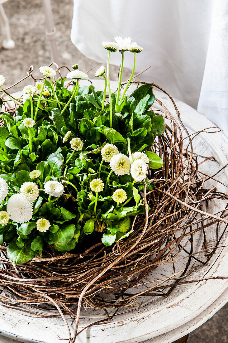 Easter wreath with white bellis daisy flowers, Hamburg, Germany