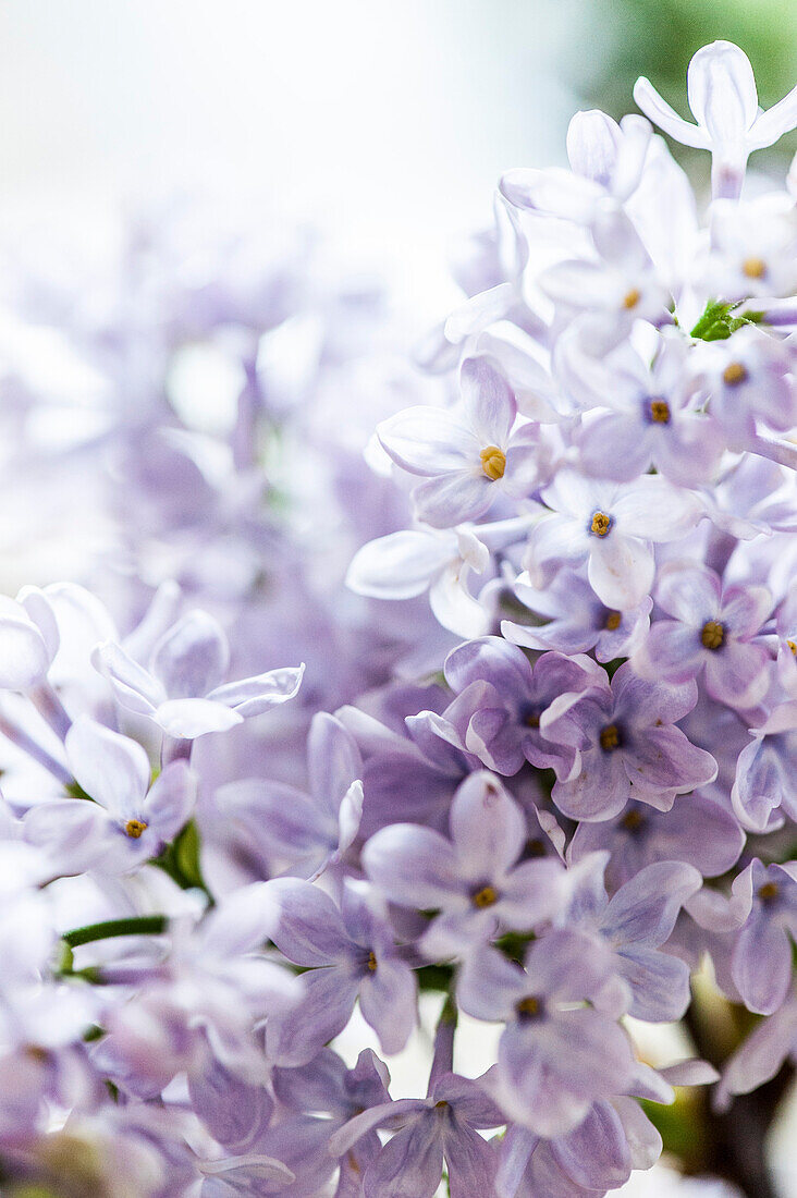 Lilac blossoms, Hamburg, Germany