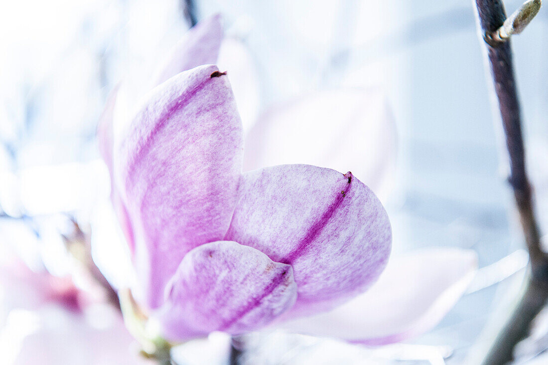 Lilac magnolia blossom, Hamburg, Germany