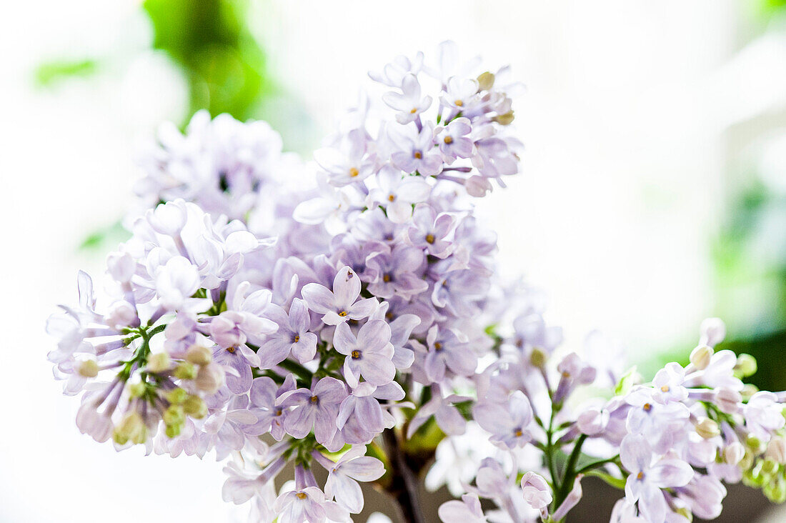 Lilac blossoms, Hamburg, Germany