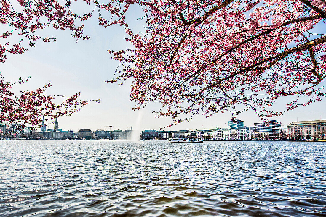 Binnenalster Hamburg im Frühling, Hamburg, Norddeutschland, Deutschland