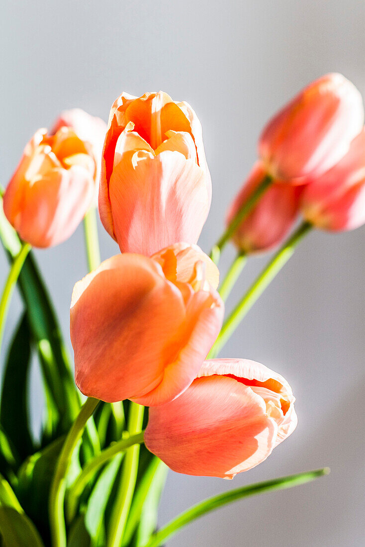 Blooming tulips in a vase, Hamburg, Northern Germany, Germany
