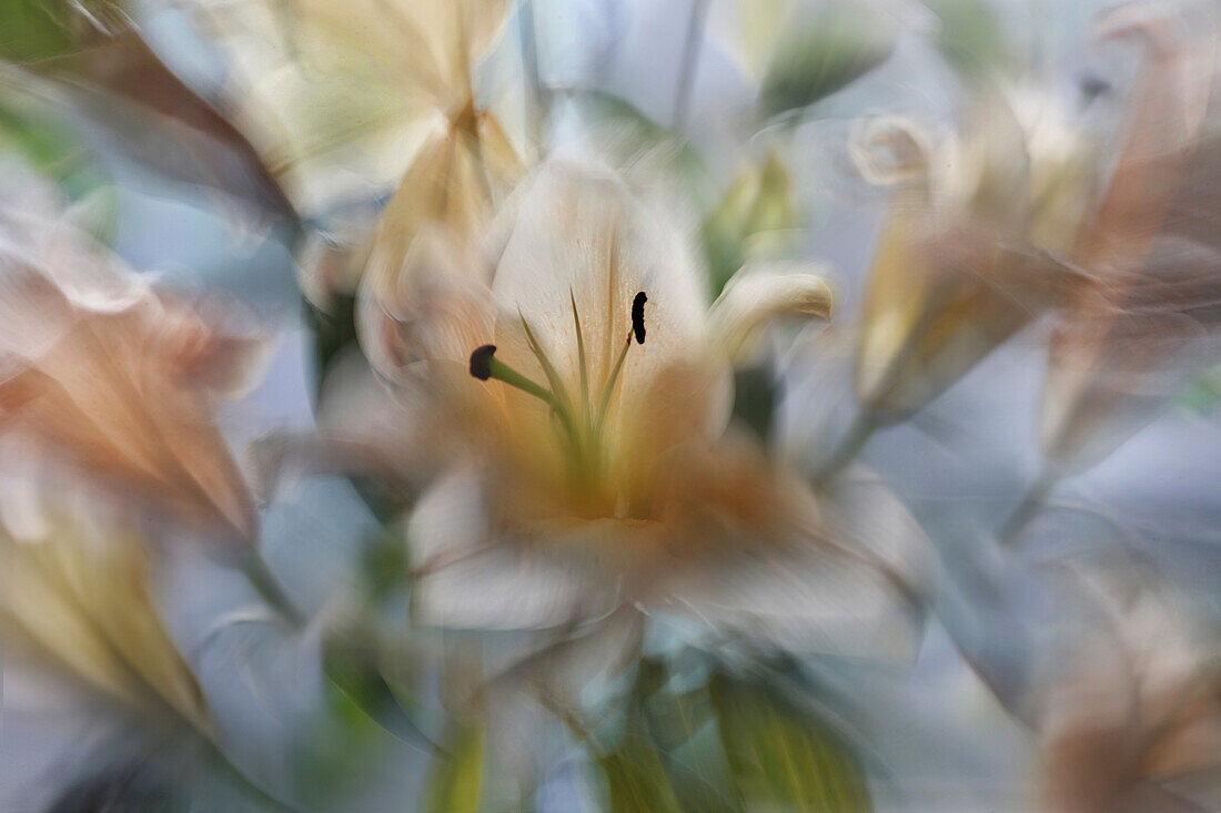 Tender Lilium stargazer in blossom, Philippines, Asia