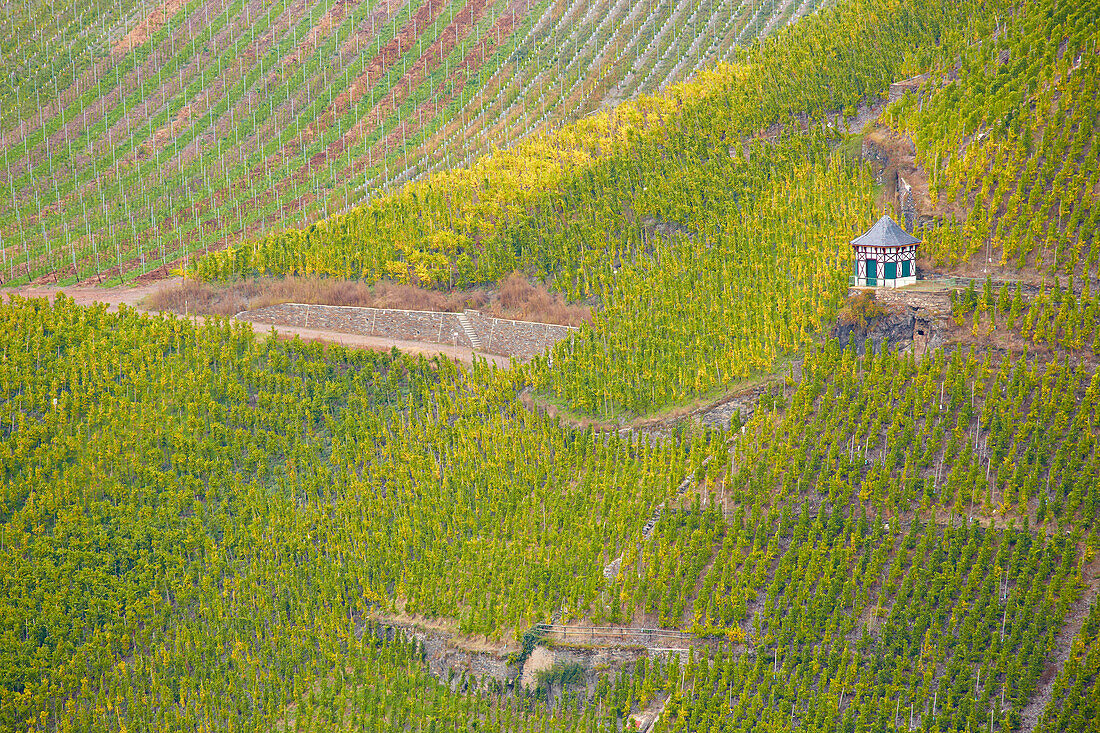 Blick von Burgruine Landshut auf Weinberge oberhalb von Bernkastel-Kues, Mosel, Rheinland-Pfalz, Deutschland, Europa