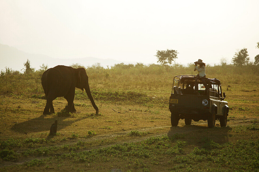 Elefant, Safari im Udawalawe-Nationalpark, Sri Lanka