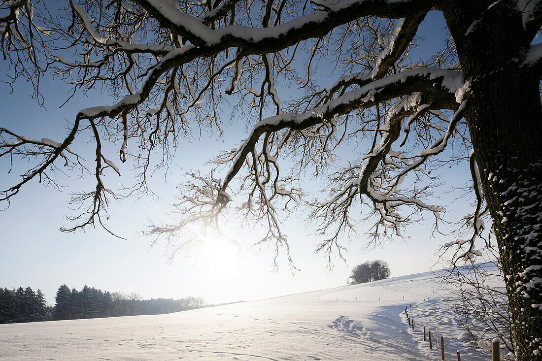 Winter scenery near Buchsee, Munsing, Upper Bavaria, Germany