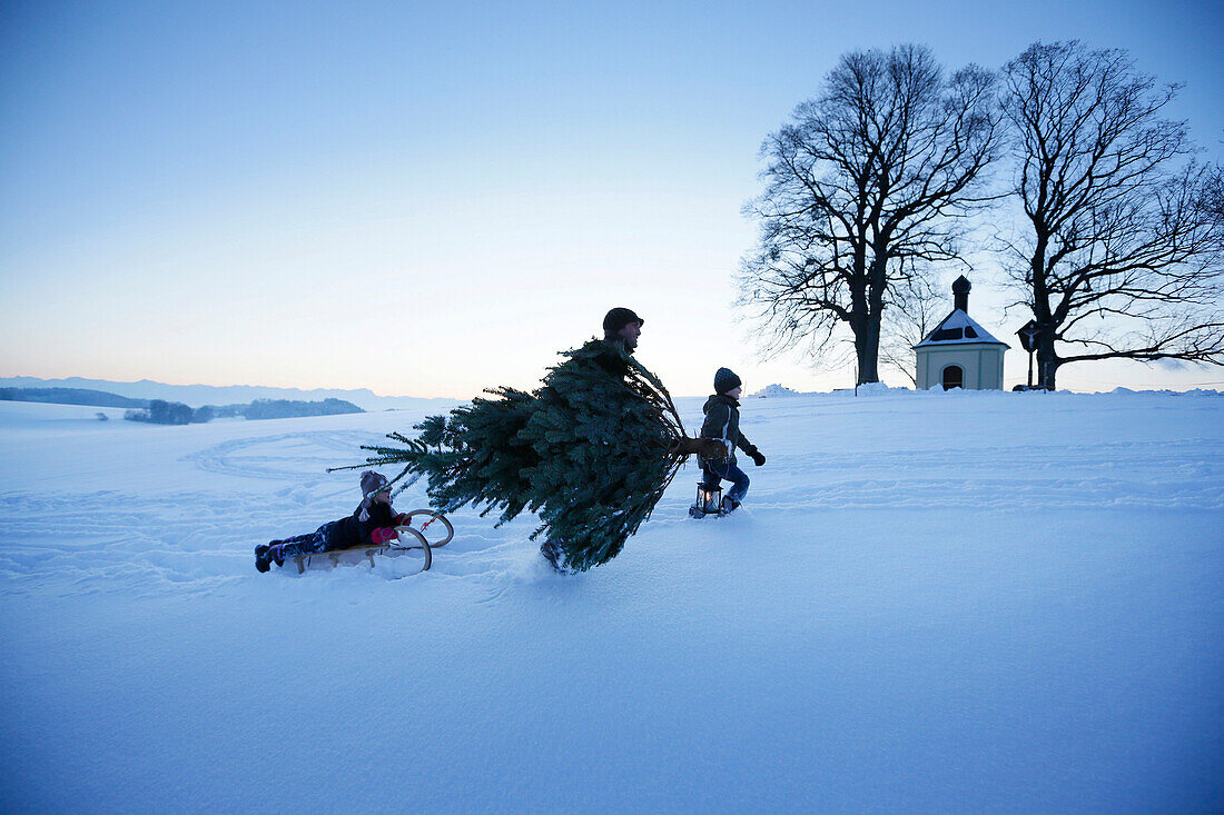Father with two children carrying Christmas tree through snow, Degerndorf, Munsing, Upper Bavaria, Germany