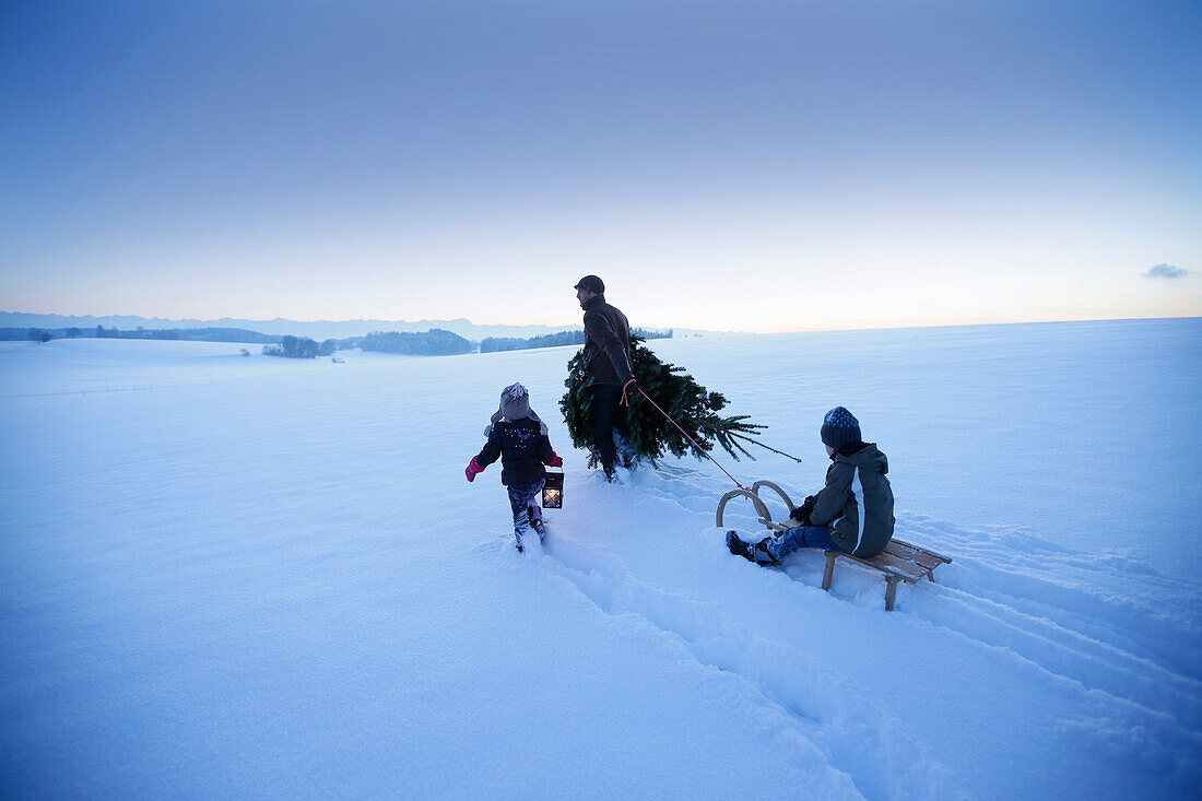 Father with two children carrying Christmas tree through snow, Degerndorf, Munsing, Upper Bavaria, Germany