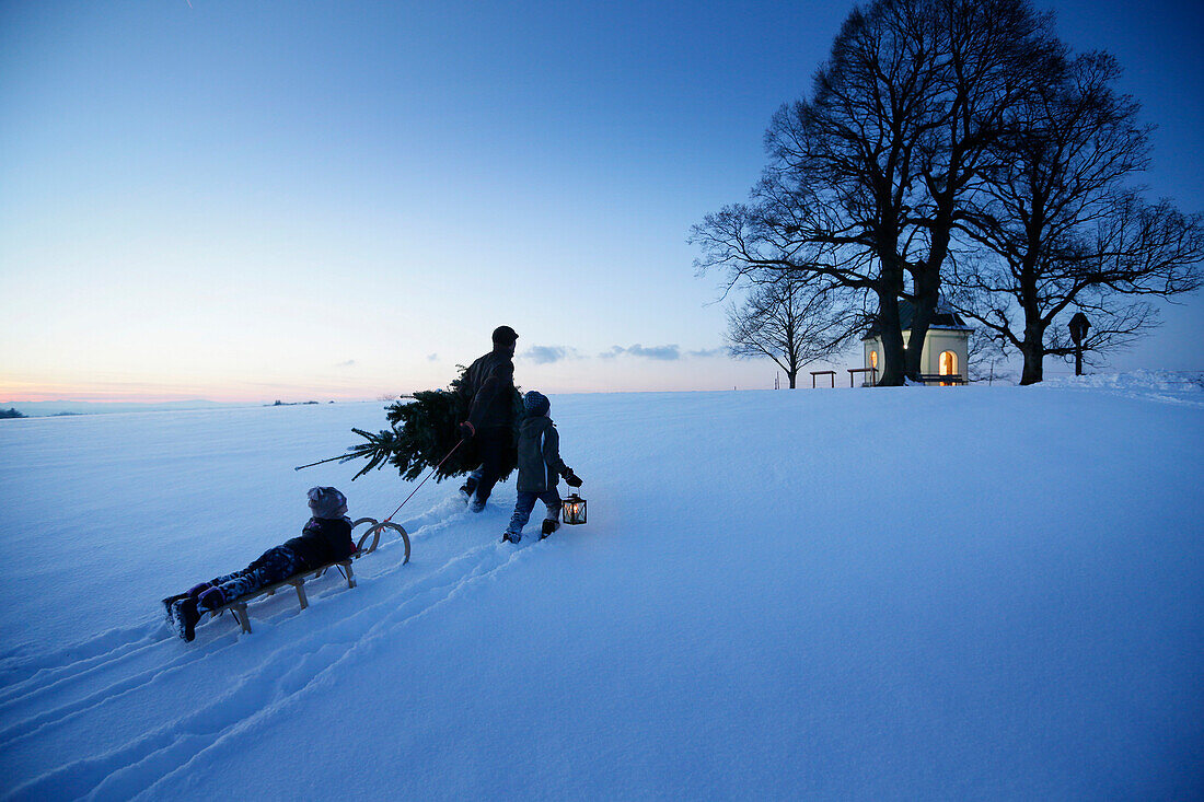 Vater mit zwei Kindern trägt Weihnachtsbaum durch Schnee, Degerndorf, Münsing, Oberbayern, Deutschland