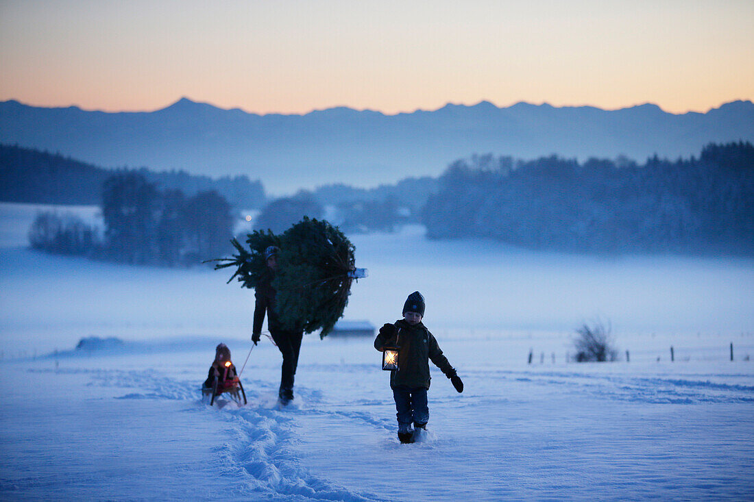 Father with two children carrying Christmas tree through snow, Degerndorf, Munsing, Upper Bavaria, Germany