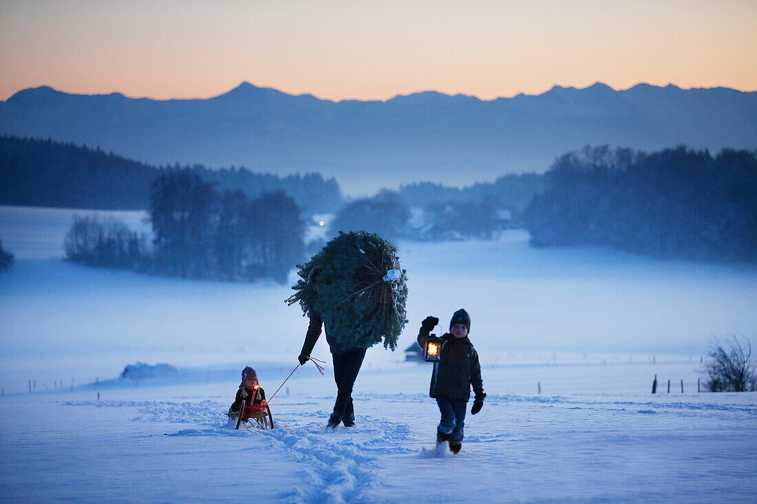 Father with two children carrying Christmas tree through snow, Degerndorf, Munsing, Upper Bavaria, Germany