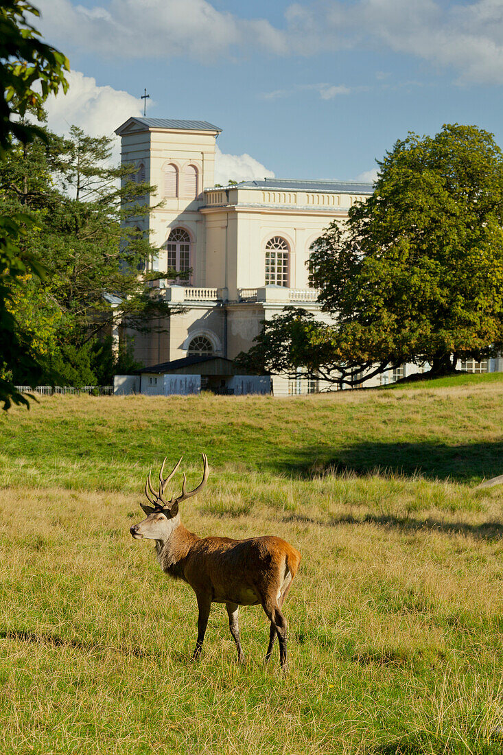 Red deer near Putbus palace church, Ruegen, Mecklenburg-Western Pomerania, Germany