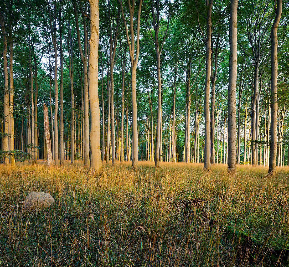 Beach forest, Jasmund National Park, Ruegen, Mecklenburg-Western Pomerania, Germany