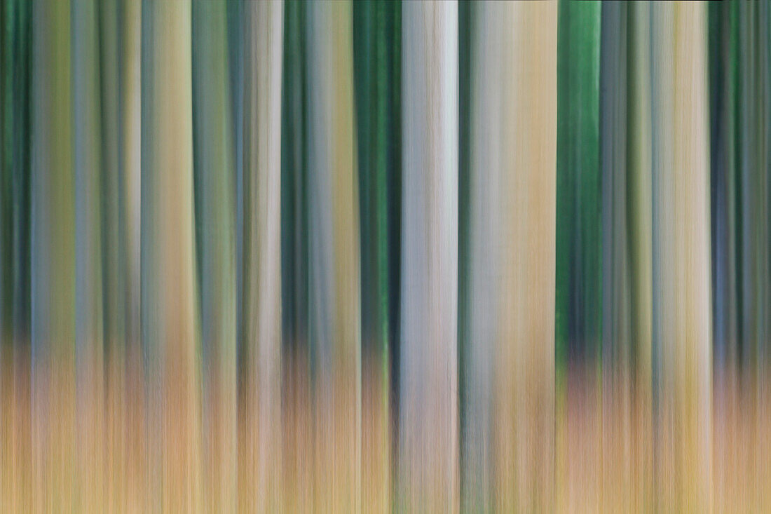 Beach forest, Jasmund National Park, Ruegen, Mecklenburg-Western Pomerania, Germany