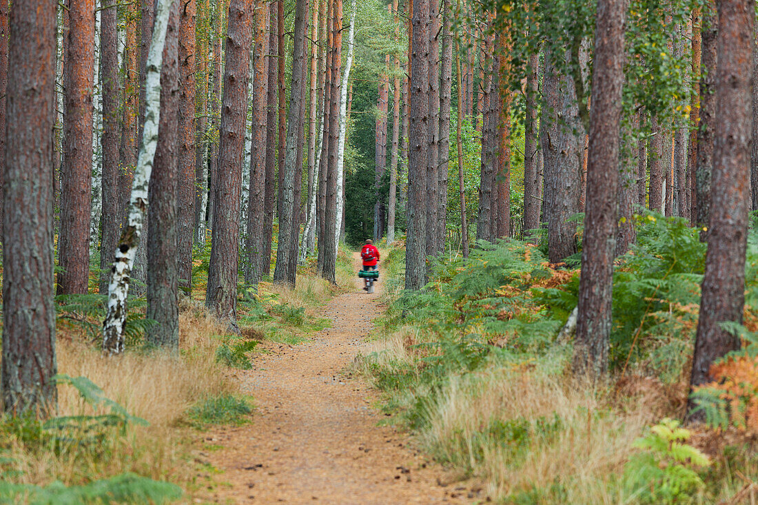 Path through Darss forest, Darss, Nationalpark Vorpommersche Boddenlandschaft, Mecklenburg-Western Pomerania, Germany