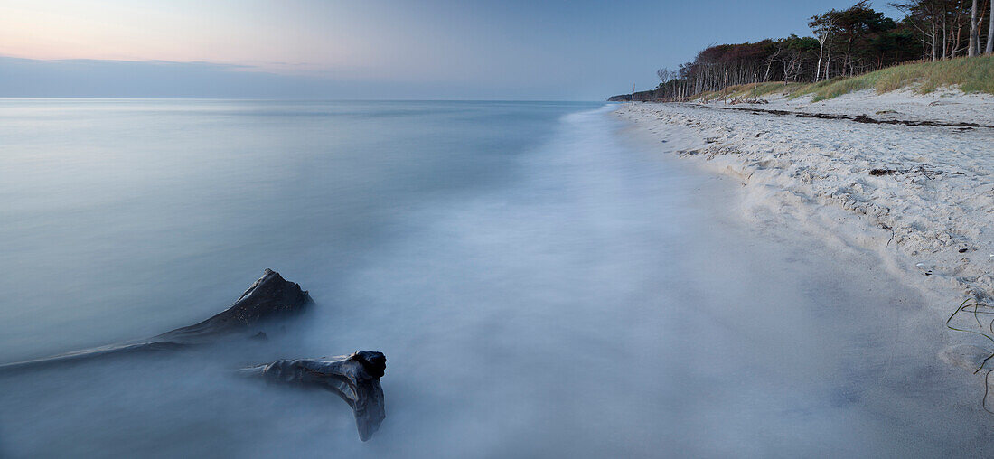 Treibholz am Strand, Darß, Nationalpark Vorpommersche Boddenlandschaft, Mecklenburg-Vorpommern, Deutschland