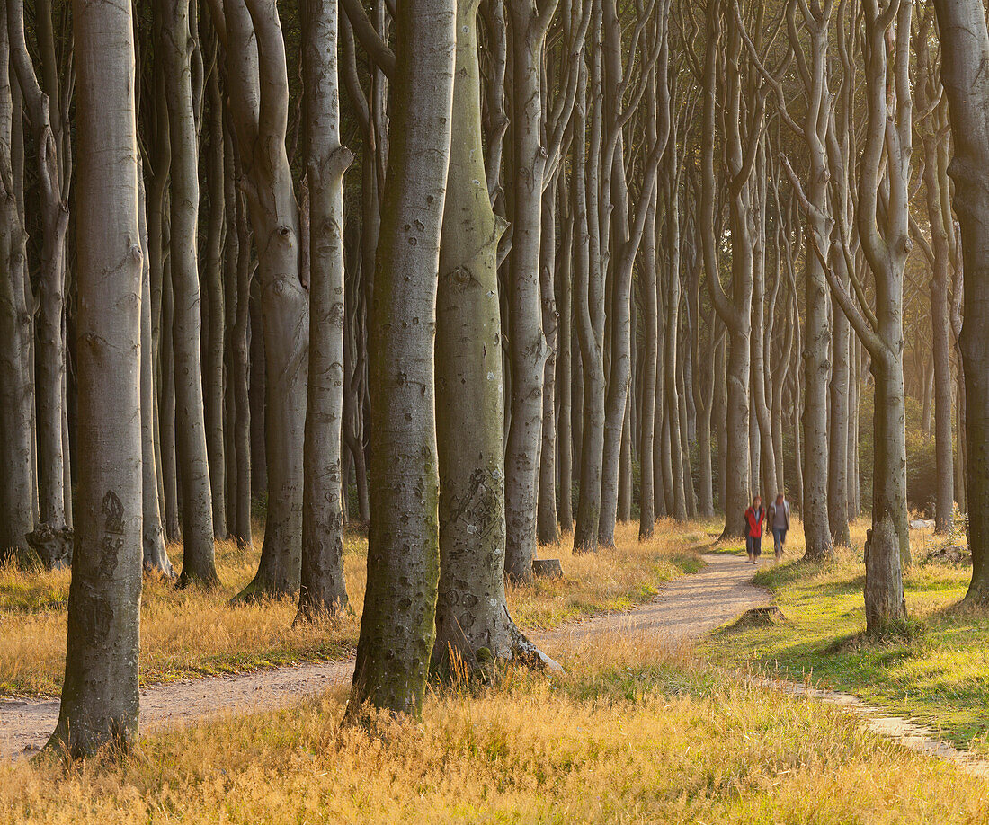 Ramblers walking along a path through ghost forest, Gespensterwald, Nienhagen, Mecklenburg-Vorpommern, Germany