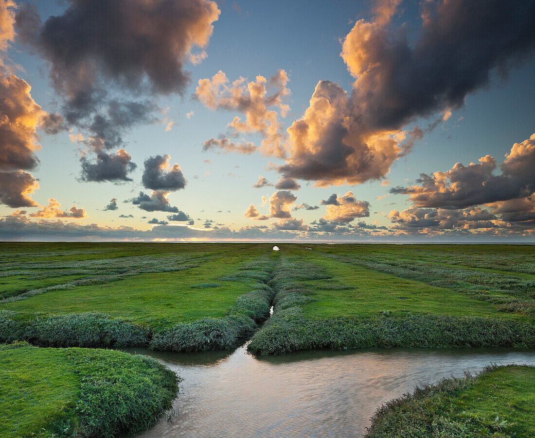 Saltmarsh in the evening light, Westerhever, Schleswig-Holstein, Germany