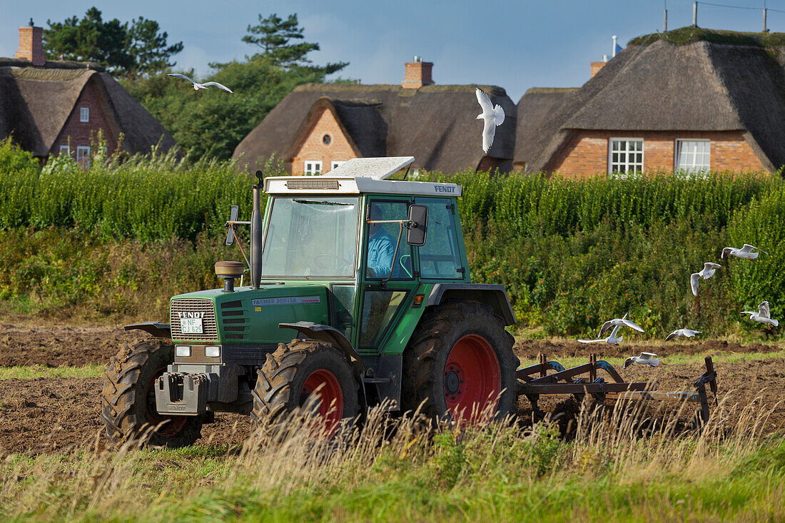 Tractor ploughing a field near Kampen, Sylt, Schleswig-Holstein, Germany