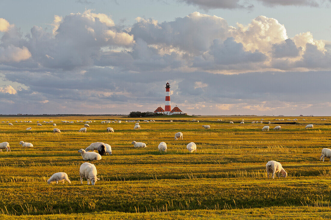 Schafe, Leuchtturm Westerhever, Schleswig-Holstein, Deutschland