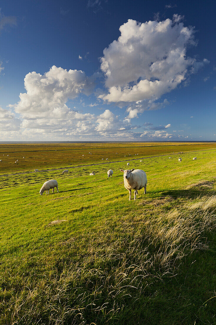 Schafe am Deich, Westerhever, Cumulus Wolken, Schleswig-Holstein, Deutschland