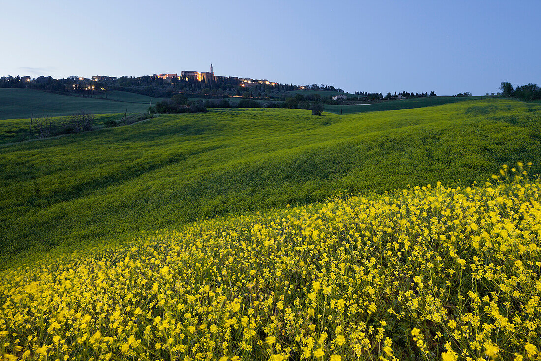 Rape field with houses in the background in the evening, Pienza, Tuscany, Italy