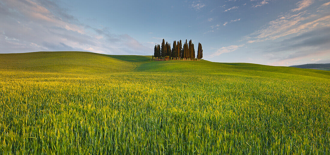 Zypressen bei San Quirico Dorcia, Orcia Tal, Getreidefeld, Toskana, Italien