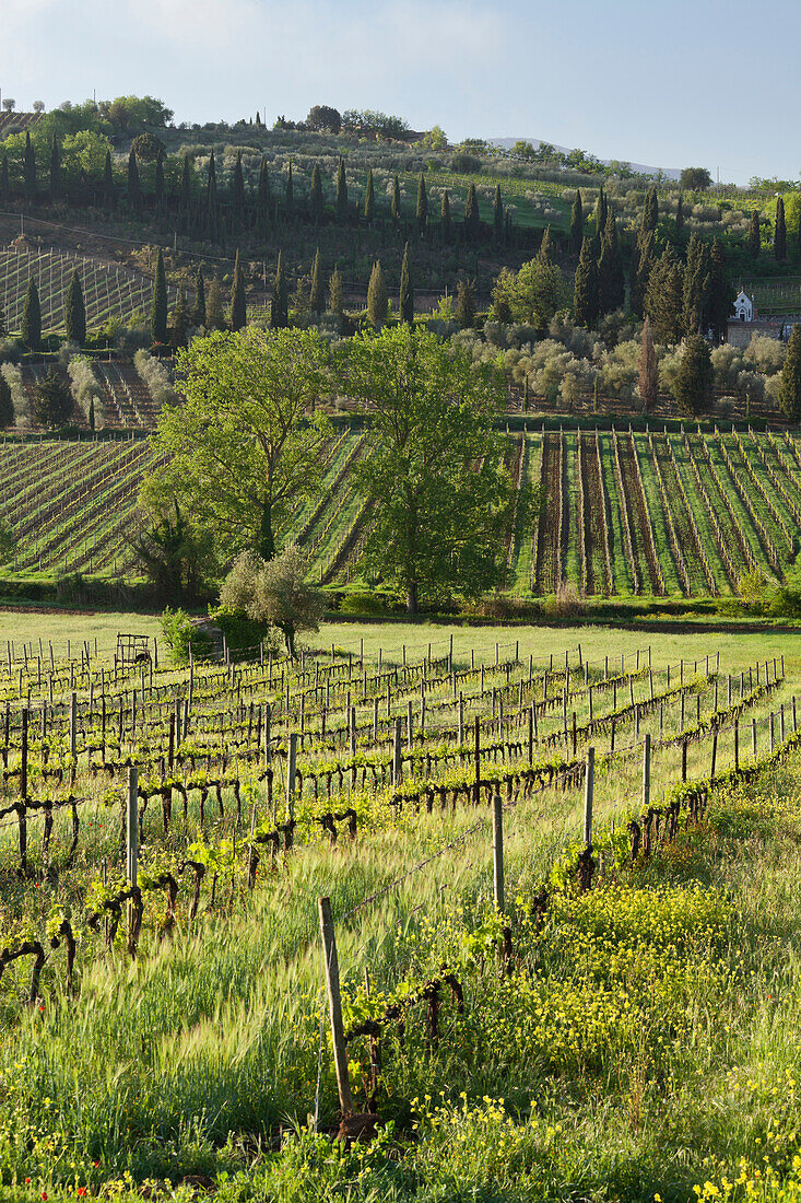 Weinbau bei Castelnuovo Dellbate, Toskana, Italien