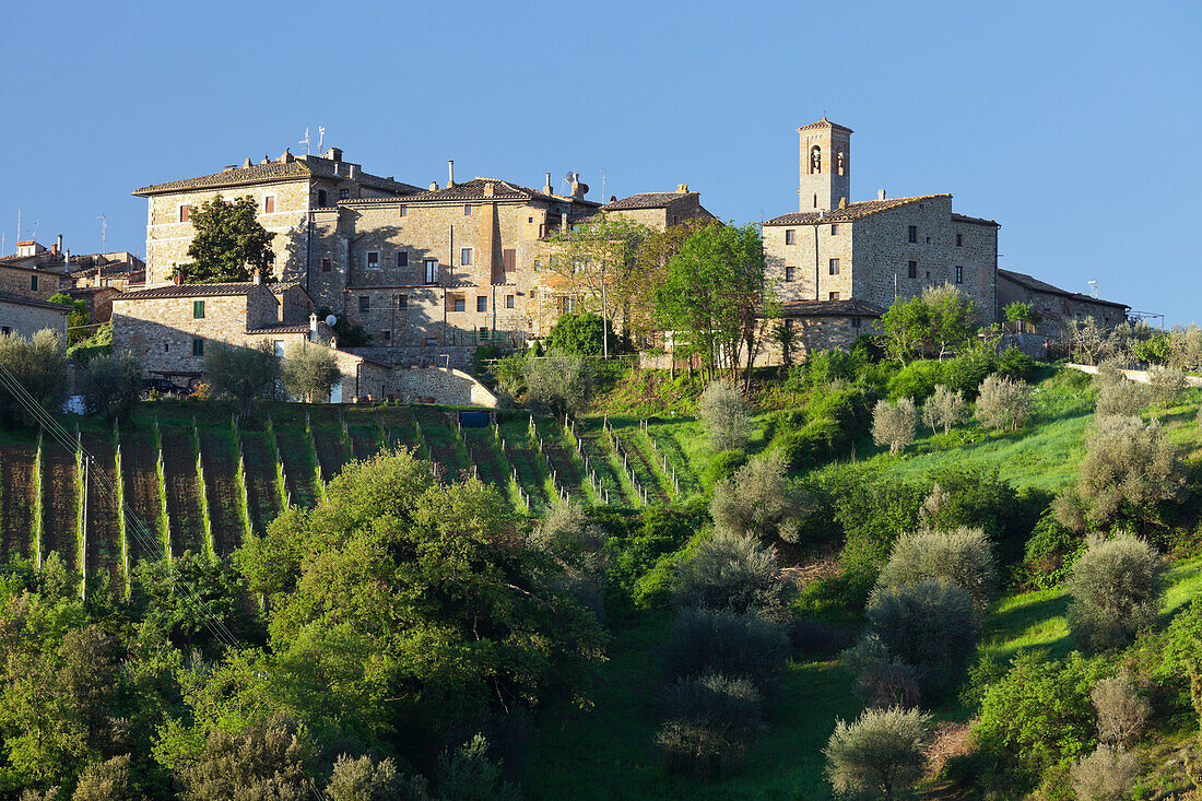 Olivenbäume mit Weinberge und Häuser, Castelnuovo Dellabate, Toskana, Italien
