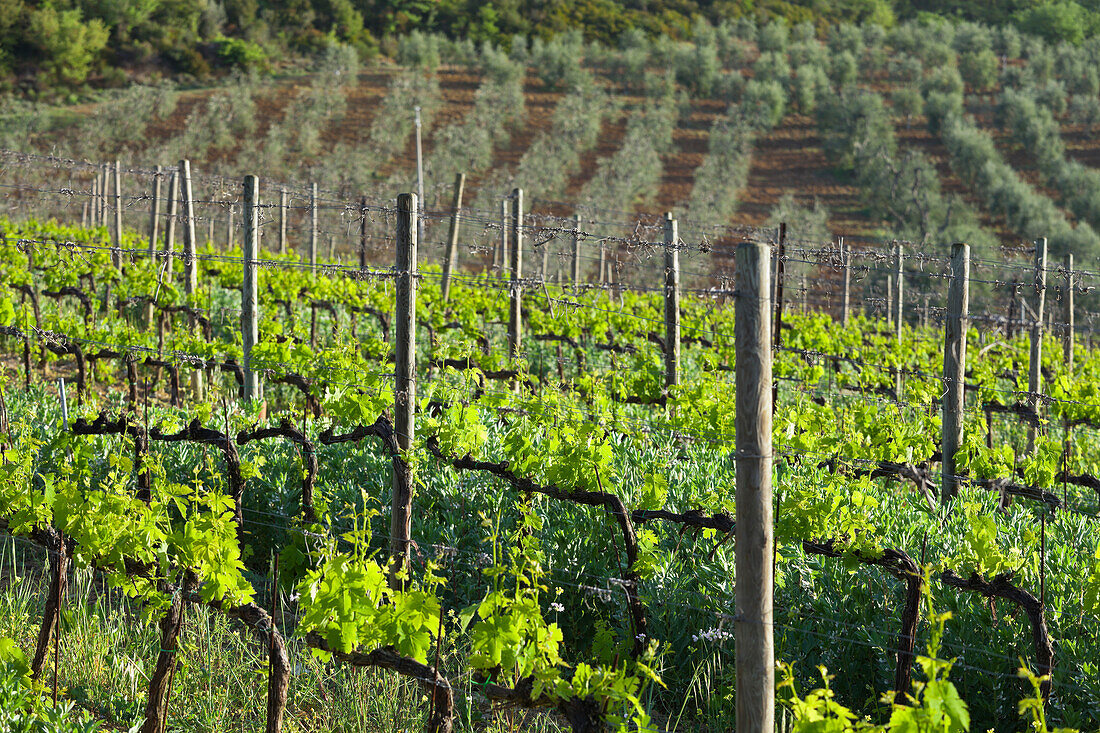 Wine growing near Castelnuovo Dellabate, Tuscany, Italy