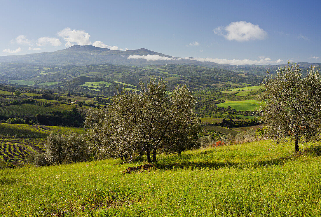 Olive trees in front of the Monte Amiata near Castelnuovo Dellabate, Tuscany, Italy