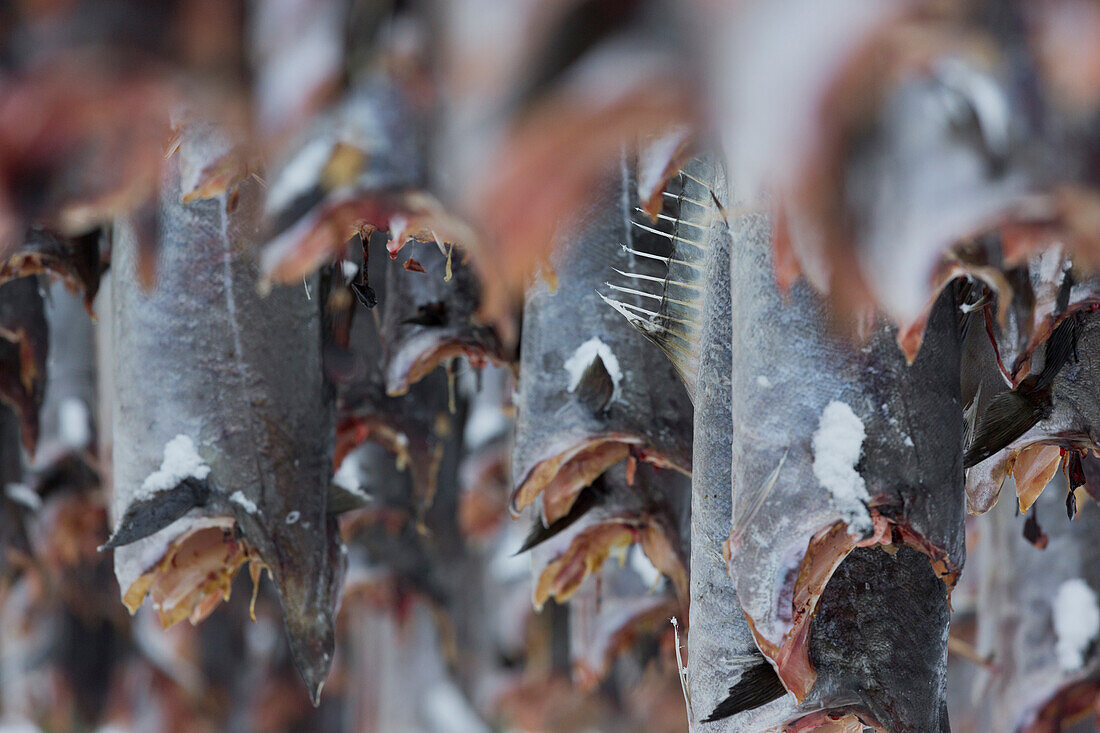 Stockfisch Detail, Lofoten, Nordland, Norwegen