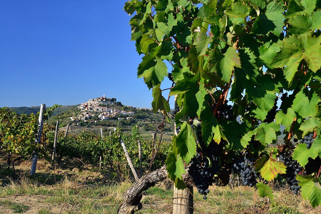 Motovun, village on top of a hill  Istria, Croatia