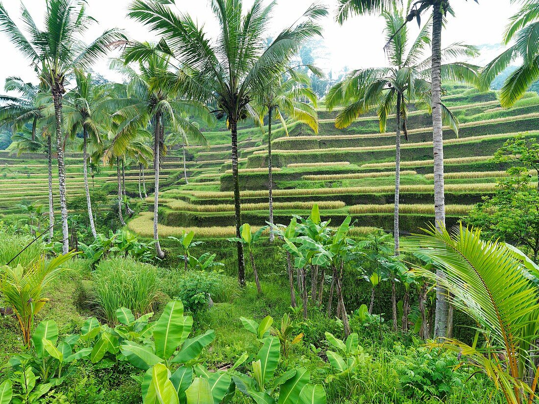 The Ubud Rice Terraces in Indonesia, a recent addition to the UNESCO WORLD HERITAGE certification