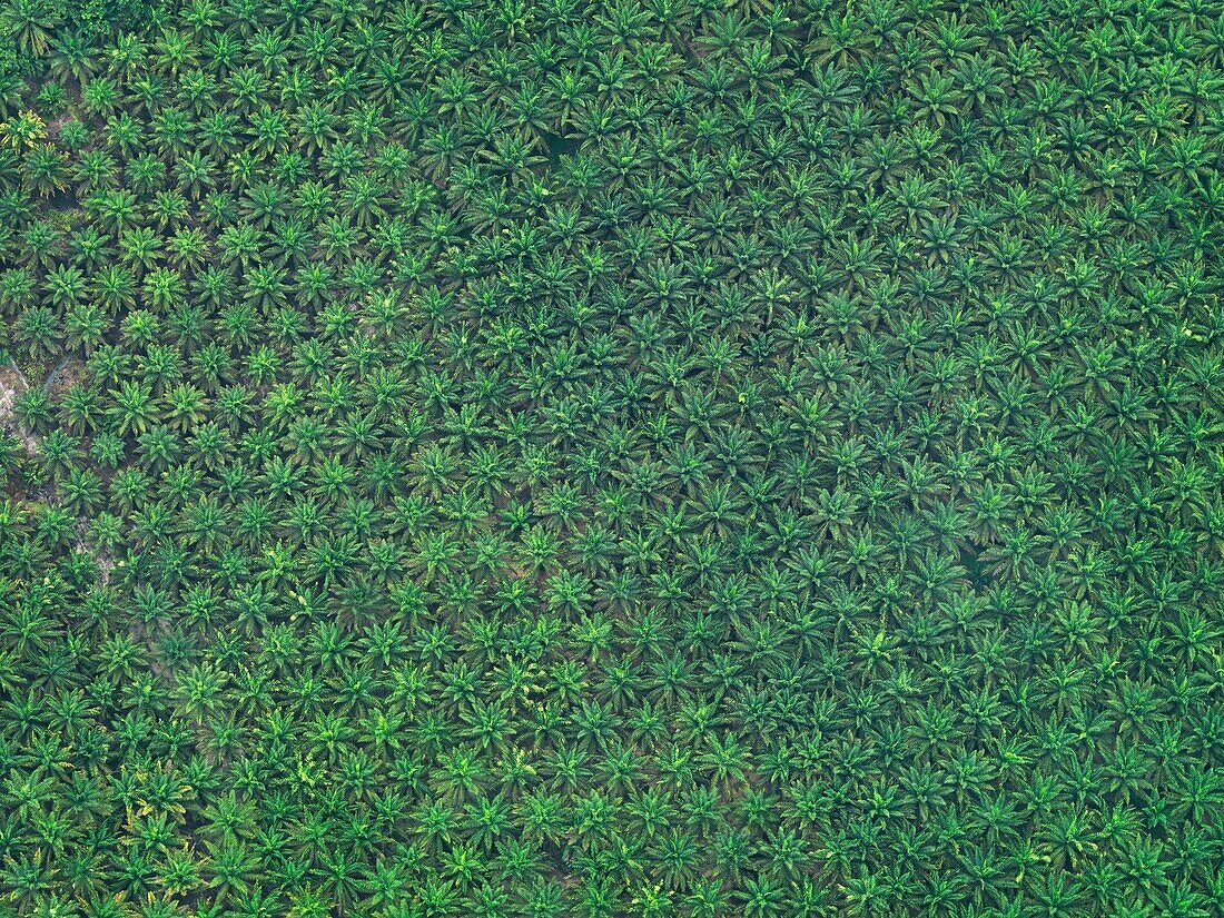 Aerial images of cityscape, landscape, and agriculture in Johor, Malaysia