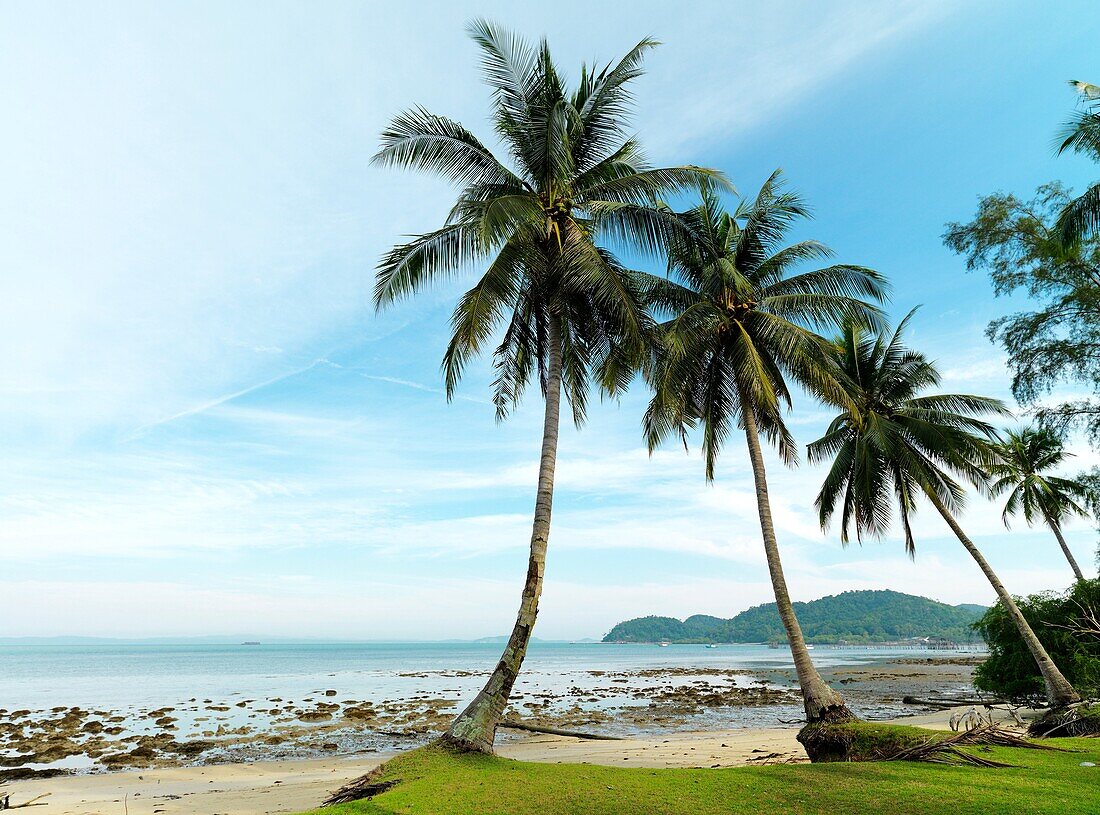 A tourist looks out to the ocean under palm trees on the coastal shores of Malaysia