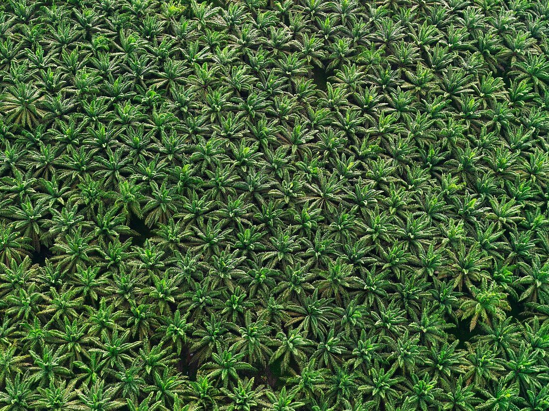 Aerial images of palm plantations