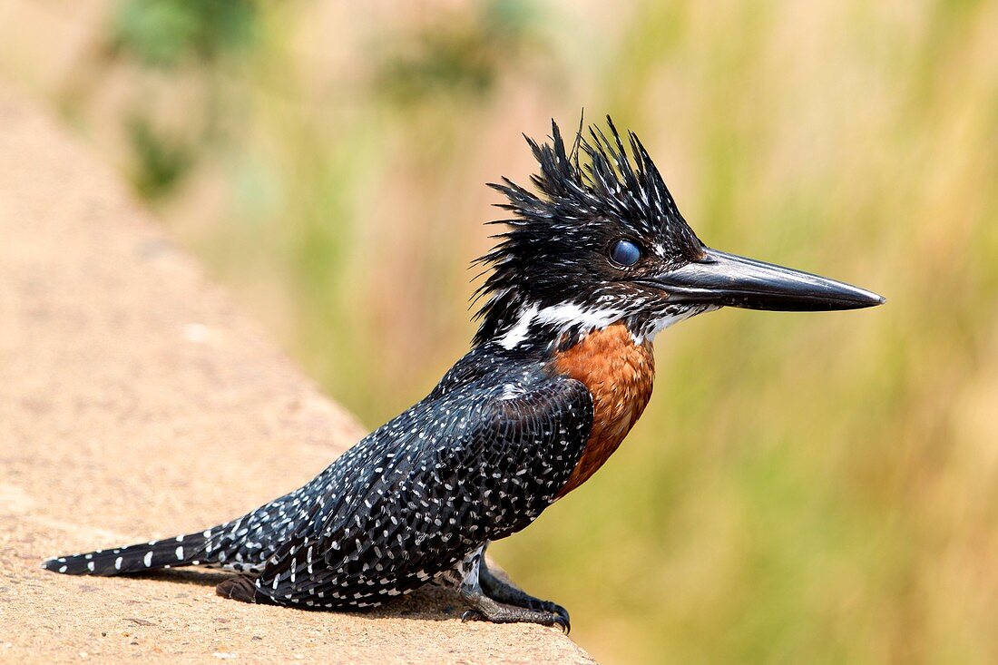 Giant Kingfisher Megaceryle maxima, Kruger National Park, South Africa