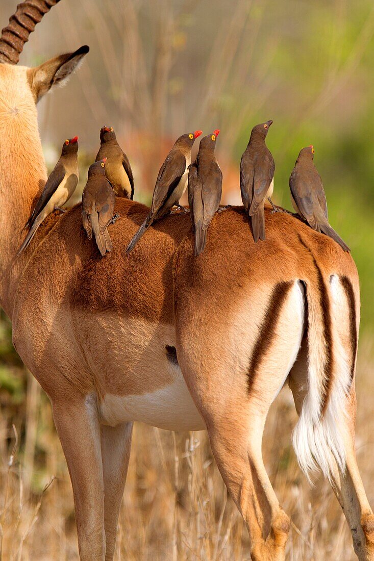 Impala aepyceros melampus melampus, and a Redbilled Oxpeckers Buphagus erythrorhynchus, on Impala´s back  Kruger National Park, South Africa