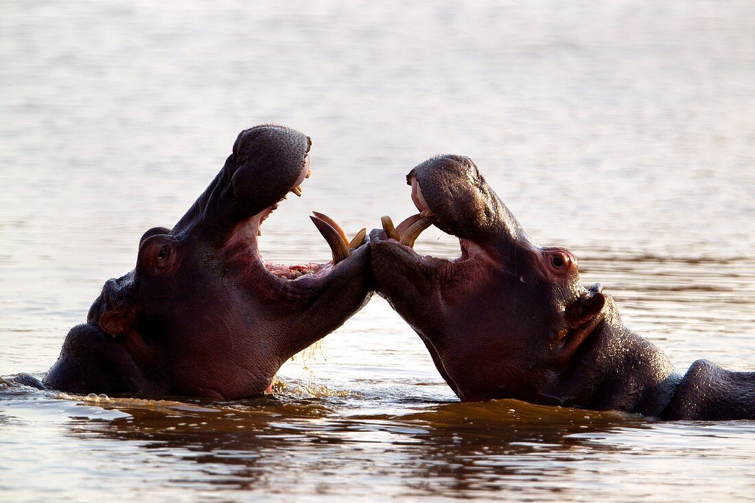 Hippopotamus Hippopotamus amphibius, fighting, Kruger National Park, South Africa