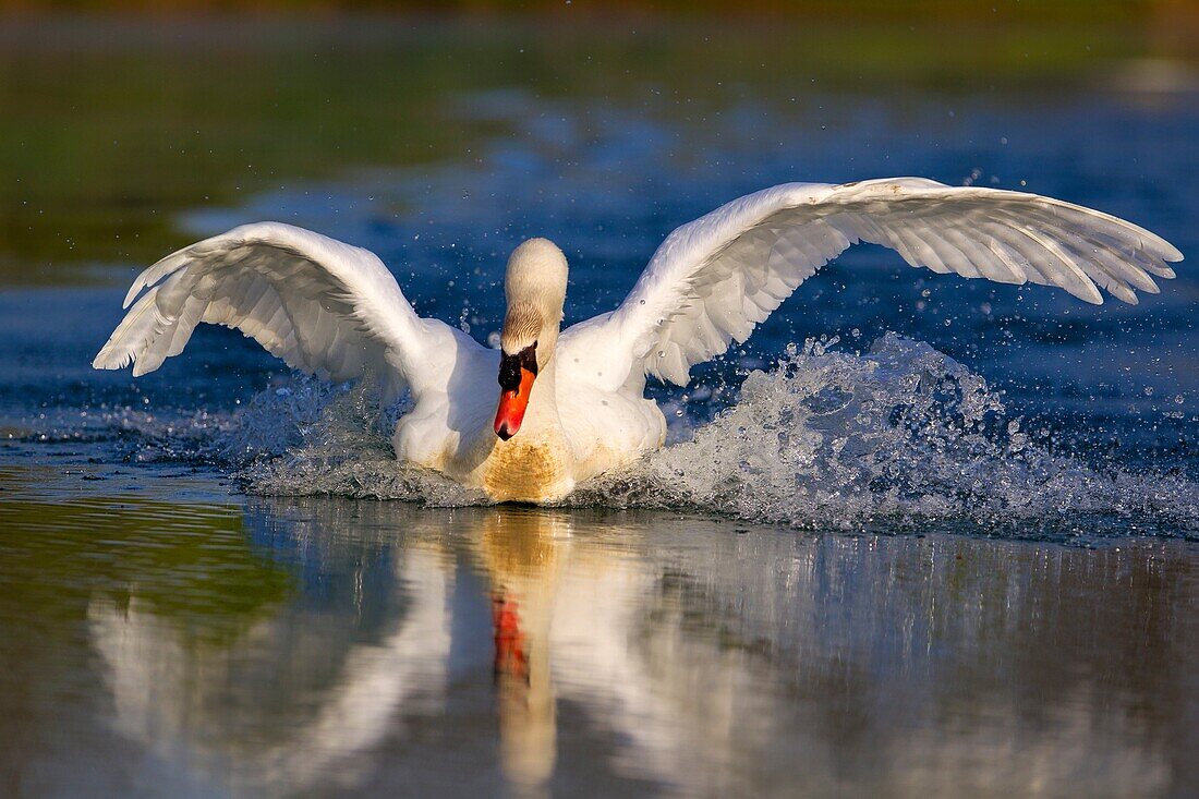 Mute swan Cygnus olor, in the pond, Rising Sun, Indiana, USA