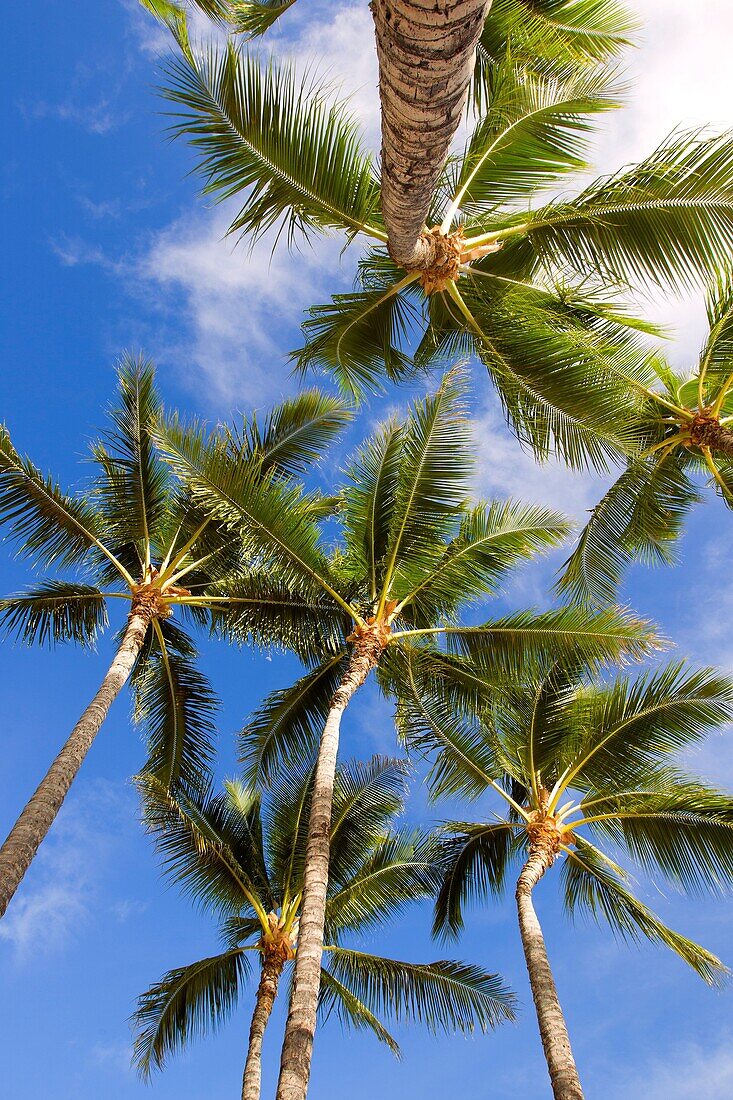 Palms, Waimea Bay Beach, North Shore, O`ahu, Hawaii, USA