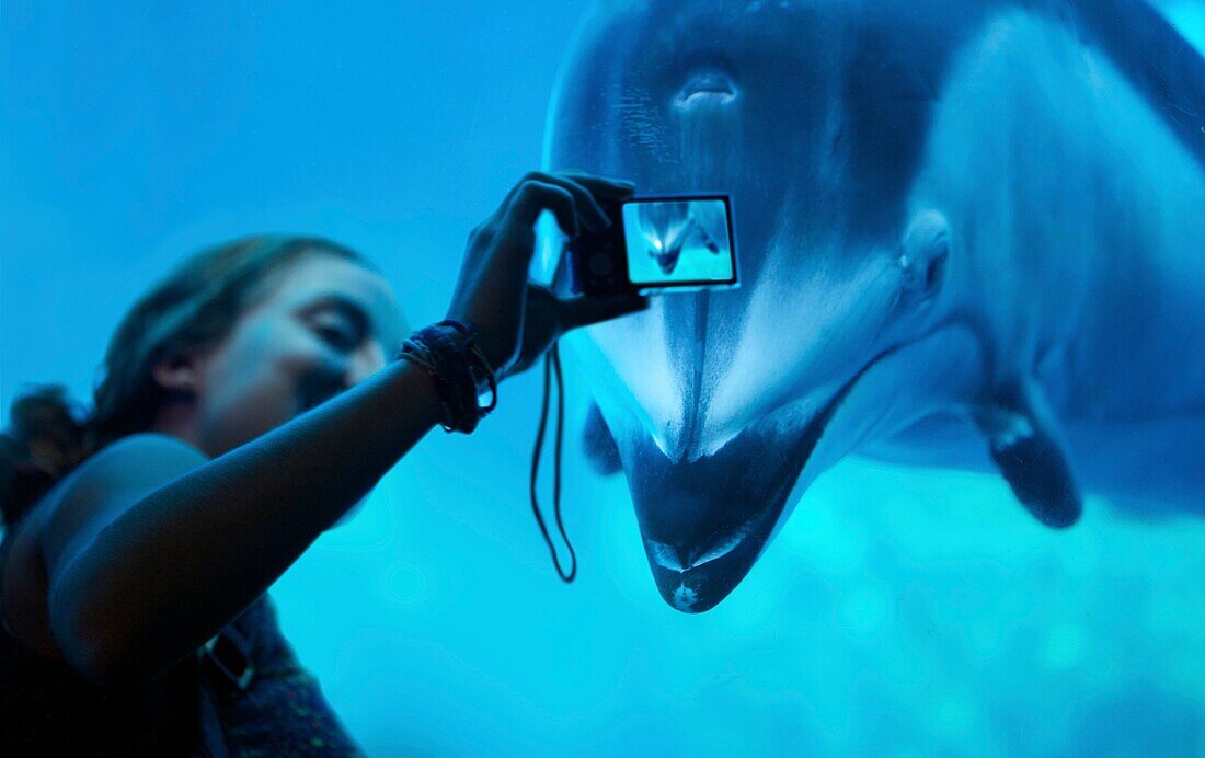 A female tourist taking picture of Pacific white-sided dolphin at the Vancouver Aquarium, Vancouver, BC