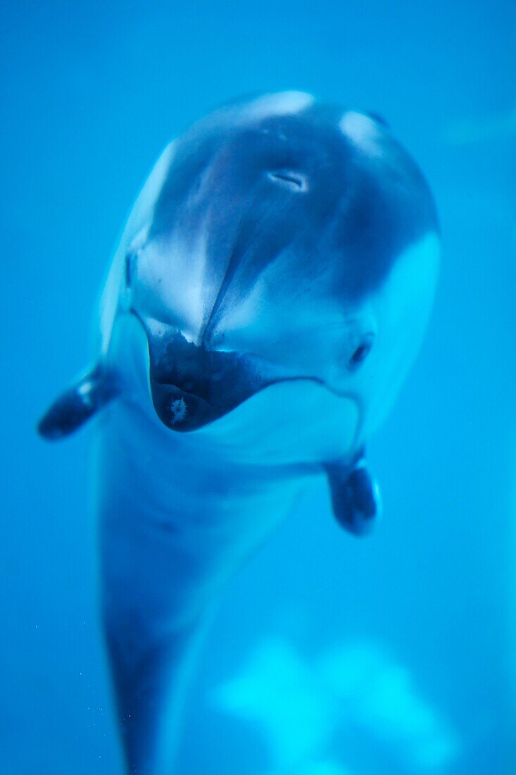 Pacific white-sided dolphin at the Vancouver Aquarium, Vancouver, BC